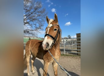 Haflinger / Avelignese, Castrone, 4 Anni, 151 cm