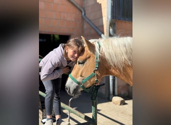 Haflinger / Avelignese, Castrone, 4 Anni, 152 cm, Sauro