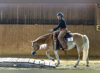 Haflinger / Avelignese, Castrone, 4 Anni, 152 cm, Sauro