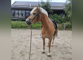 Haflinger / Avelignese, Castrone, 4 Anni, 152 cm, Sauro