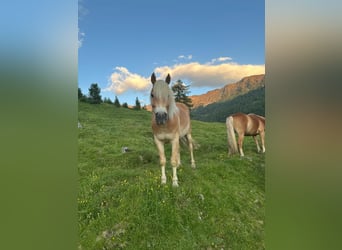 Haflinger / Avelignese, Castrone, 4 Anni, 152 cm, Sauro