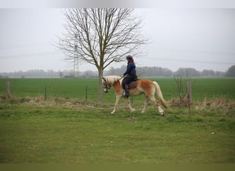 Haflinger / Avelignese, Castrone, 4 Anni, 153 cm, Palomino