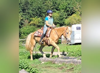 Haflinger / Avelignese, Castrone, 4 Anni, 153 cm, Sauro