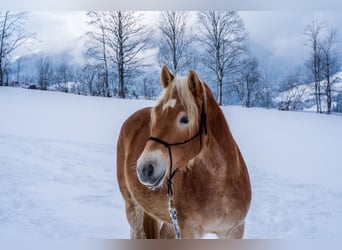 Haflinger / Avelignese, Castrone, 4 Anni, 153 cm, Sauro scuro
