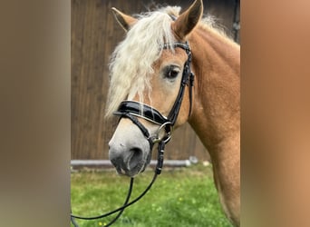 Haflinger / Avelignese, Castrone, 4 Anni, 154 cm, Sauro