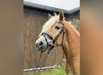 Haflinger / Avelignese, Castrone, 4 Anni, 154 cm, Sauro