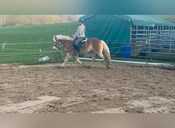 Haflinger / Avelignese, Castrone, 4 Anni, 154 cm, Sauro ciliegia