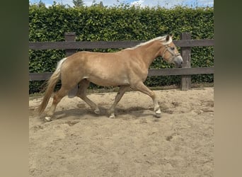 Haflinger / Avelignese, Castrone, 4 Anni, 155 cm
