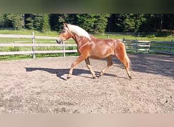 Haflinger / Avelignese Mix, Castrone, 4 Anni, 155 cm, Sauro