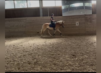Haflinger / Avelignese, Castrone, 4 Anni, 155 cm, Sauro