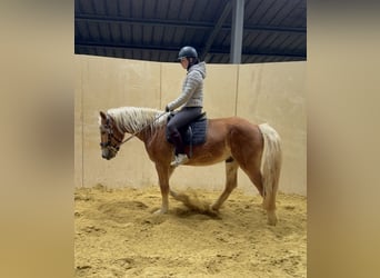 Haflinger / Avelignese, Castrone, 4 Anni, 155 cm, Sauro
