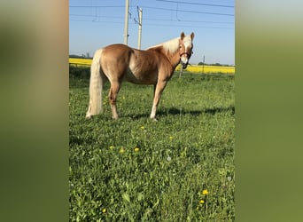 Haflinger / Avelignese, Castrone, 4 Anni, 162 cm