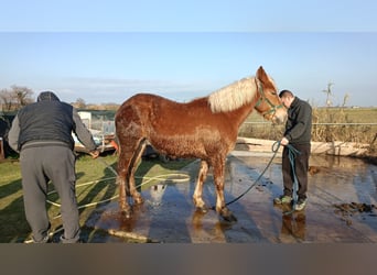 Haflinger / Avelignese, Castrone, 4 Anni, 165 cm, Sauro