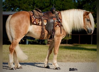 Haflinger / Avelignese, Castrone, 4 Anni, Palomino