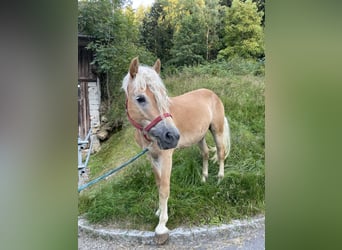Haflinger / Avelignese, Castrone, 4 Anni, Sauro
