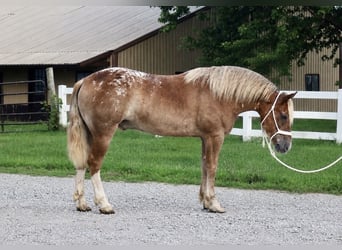 Haflinger / Avelignese Mix, Castrone, 5 Anni, 142 cm, Sauro ciliegia