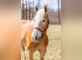 Haflinger / Avelignese, Castrone, 5 Anni, 145 cm, Sauro scuro