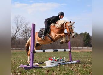 Haflinger / Avelignese, Castrone, 5 Anni, 145 cm, Sauro scuro