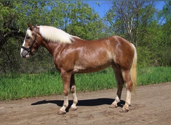Haflinger / Avelignese, Castrone, 5 Anni, 147 cm, Sauro ciliegia