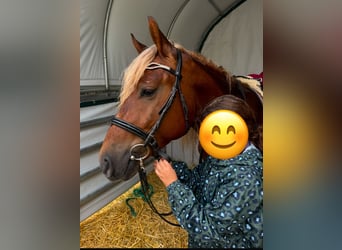 Haflinger / Avelignese Mix, Castrone, 5 Anni, 147 cm, Sauro scuro