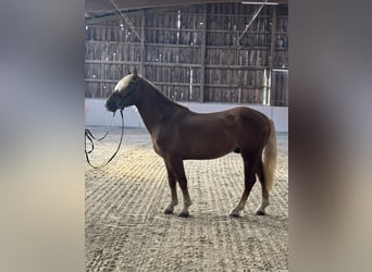 Haflinger / Avelignese Mix, Castrone, 5 Anni, 147 cm, Sauro scuro