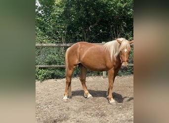 Haflinger / Avelignese Mix, Castrone, 5 Anni, 149 cm, Sauro