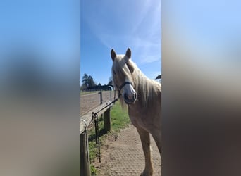 Haflinger / Avelignese, Castrone, 5 Anni, 150 cm