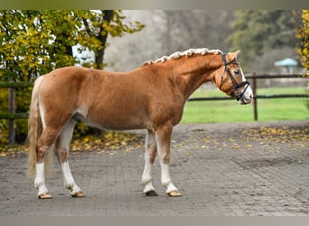 Haflinger / Avelignese, Castrone, 5 Anni, 150 cm, Sauro