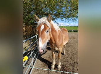 Haflinger / Avelignese Mix, Castrone, 5 Anni, 150 cm, Sauro