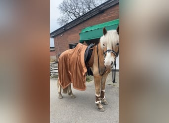 Haflinger / Avelignese, Castrone, 5 Anni, 152 cm, Baio chiaro