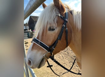 Haflinger / Avelignese, Castrone, 5 Anni, 152 cm, Baio chiaro