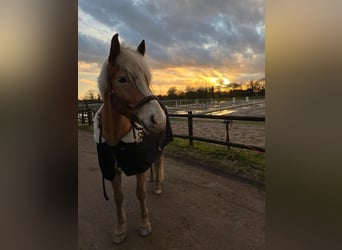 Haflinger / Avelignese, Castrone, 5 Anni, 152 cm, Baio chiaro