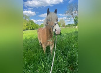 Haflinger / Avelignese, Castrone, 5 Anni, 152 cm, Baio chiaro