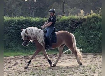 Haflinger / Avelignese, Castrone, 5 Anni, 152 cm, Sauro
