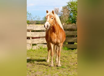 Haflinger / Avelignese, Castrone, 5 Anni, 153 cm, Baio chiaro