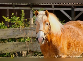 Haflinger / Avelignese, Castrone, 5 Anni, 153 cm, Baio chiaro