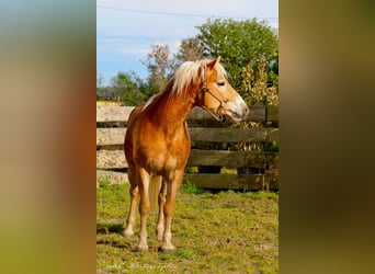 Haflinger / Avelignese, Castrone, 5 Anni, 153 cm, Baio chiaro