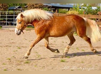 Haflinger / Avelignese, Castrone, 5 Anni, 153 cm, Baio chiaro