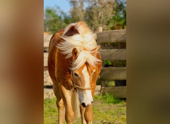 Haflinger / Avelignese, Castrone, 5 Anni, 153 cm, Baio chiaro