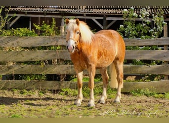 Haflinger / Avelignese, Castrone, 5 Anni, 153 cm, Baio chiaro