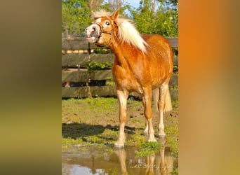 Haflinger / Avelignese, Castrone, 5 Anni, 153 cm, Baio chiaro