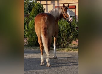 Haflinger / Avelignese Mix, Castrone, 5 Anni, 153 cm, Sauro