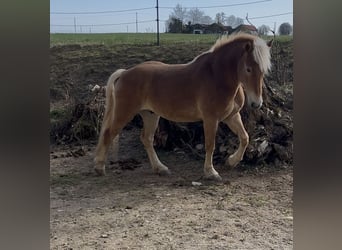 Haflinger / Avelignese, Castrone, 5 Anni, 154 cm, Baio chiaro