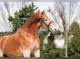 Haflinger / Avelignese, Castrone, 5 Anni, 155 cm, Sauro