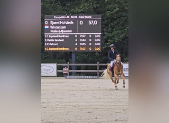 Haflinger / Avelignese, Castrone, 5 Anni, 155 cm, Sauro