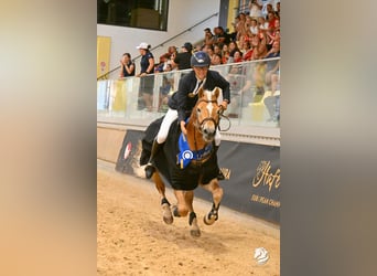 Haflinger / Avelignese, Castrone, 5 Anni, 155 cm, Sauro