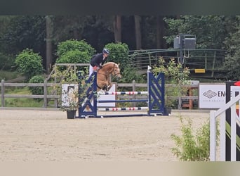 Haflinger / Avelignese, Castrone, 5 Anni, 155 cm, Sauro
