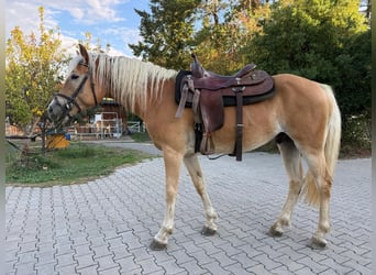 Haflinger / Avelignese, Castrone, 5 Anni, 155 cm, Sauro