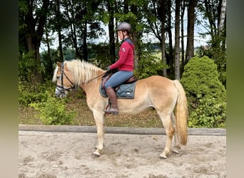 Haflinger / Avelignese, Castrone, 5 Anni, 158 cm, Sauro