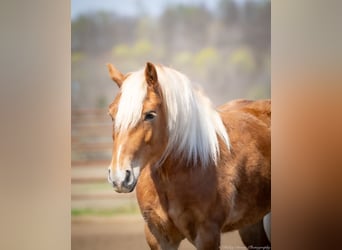 Haflinger / Avelignese, Castrone, 6 Anni, 132 cm, Sauro ciliegia